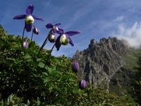 Alpenblumen