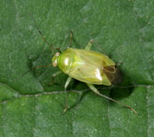 Imago