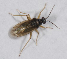 Imago