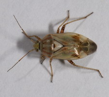 Imago