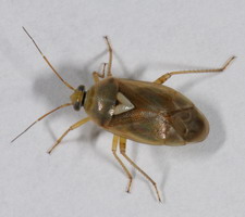 Imago