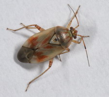 Imago