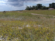 Typisk biotop: Ajstrup Strand (EJ)