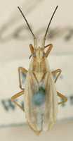 Imago: Pr�pareret individ
